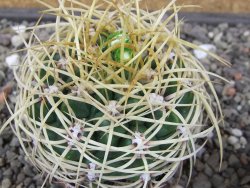 Gymnocalycium monvillei JS 169 květináč 7 cm XL - 12414708