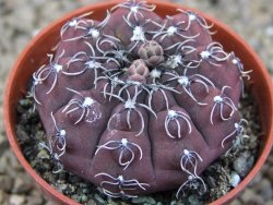 Gymnocalycium stellatum kleinianum, 5,5 cm květináč