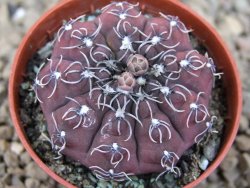 Gymnocalycium stellatum kleinianum, 5,5 cm květináč - 12414725