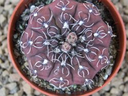 Gymnocalycium stellatum kleinianum, 5,5 cm květináč - 12414726