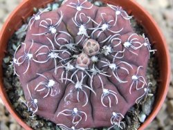 Gymnocalycium stellatum kleinianum, 5,5 cm květináč - 12414727