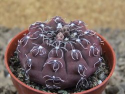 Gymnocalycium stellatum kleinianum, 5,5 cm květináč - 12414728