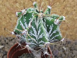 Astrophytum ornatum "glabrescen pot 5,5 cm