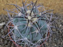 Echinocactus horizonthalonius, květináč 6,5 cm barrel cactus - 12414756