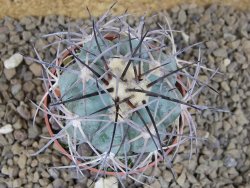Echinocactus horizonthalonius, květináč 6,5 cm barrel cactus - 12414757