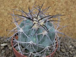 Echinocactus horizonthalonius, květináč 6,5 cm barrel cactus - 12414758