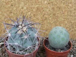 Echinocactus horizonthalonius, květináč 6,5 cm barrel cactus - 12414759
