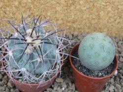 Echinocactus horizonthalonius, květináč 6,5 cm barrel cactus - 12414760
