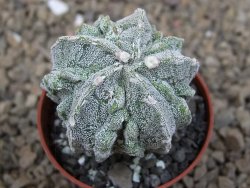 Astrophytum myriostigma fukurio linka, květináč 5,5 cm - 12414769