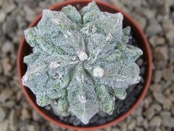 Astrophytum myriostigma fukurio linka, květináč 5,5 cm - 12414771
