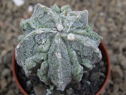 Astrophytum myriostigma fukurio linka, květináč 5,5 cm - 12414772