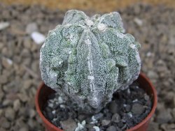 Astrophytum myriostigma fukurio linka, květináč 5,5 cm - 12414773