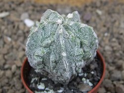 Astrophytum myriostigma fukurio linka, květináč 5,5 cm - 12414774