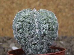 Astrophytum myriostigma fukurio linka, květináč 5,5 cm - 12414775