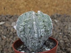 Astrophytum myriostigma fukurio linka, květináč 5,5 cm - 12414776