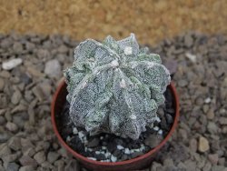 Astrophytum myriostigma fukurio linka, květináč 5,5 cm - 12414777