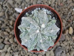 Astrophytum myriostigma fukurio linka, květináč 5,5 cm - 12414778