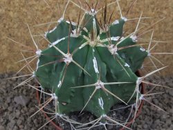 Astrophytum XXL Dinosaur (Fukurio Hannya) květináč 11 cm