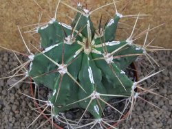 Astrophytum XXL Dinosaur (Fukurio Hannya) květináč 11 cm - 12414801