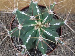 Astrophytum XXL Dinosaur (Fukurio Hannya) květináč 11 cm - 12414802