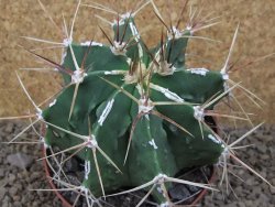 Astrophytum XXL Dinosaur (Fukurio Hannya) květináč 11 cm - 12414803