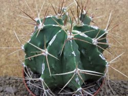Astrophytum XXL Dinosaur (Fukurio Hannya) květináč 11 cm - 12414804