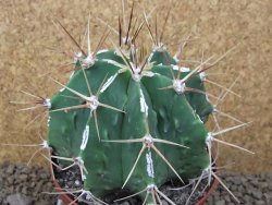 Astrophytum XXL Dinosaur (Fukurio Hannya) květináč 11 cm - 12414805