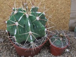 Astrophytum XXL Dinosaur (Fukurio Hannya) květináč 11 cm - 12414806