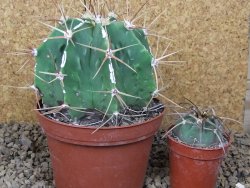 Astrophytum XXL Dinosaur (Fukurio Hannya) květináč 11 cm - 12414807