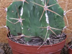 Astrophytum XXL Dinosaur (Fukurio Hannya) květináč 11 cm - 12414808