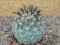 Coryphantha kracikii Diamante, Dur. pot 5,5 cm - 12414833