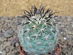 Coryphantha kracikii Diamante, Dur. pot 5,5 cm - 12414834