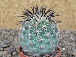 Coryphantha kracikii Diamante, Dur. pot 5,5 cm - 12414835