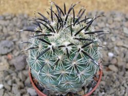 Coryphantha kracikii Diamante, Dur. pot 5,5 cm