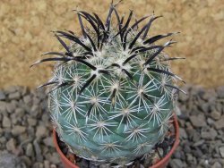 Coryphantha kracikii Diamante, Dur. pot 5,5 cm - 12414837