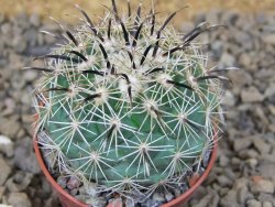 Coryphantha kracikii Diamante, Dur. pot 5,5 cm