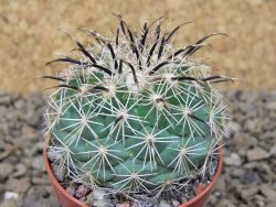 Coryphantha kracikii Diamante, Dur. pot 5,5 cm - 12414848