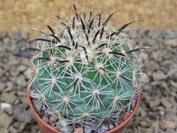 Coryphantha kracikii Diamante, Dur. pot 5,5 cm - 12414849