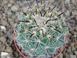 Coryphantha kracikii Diamante, Dur. pot 5,5 cm - 12414850