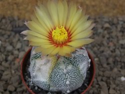 Astrophytum Z Jasenné variegata, 5,5 cm