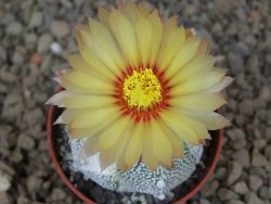 Astrophytum Z Jasenné variegata, 5,5 cm - 12414896