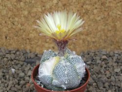 Astrophytum Z Jasenné variegata, 5,5 cm - 12414897