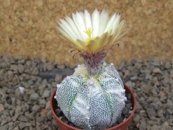 Astrophytum Z Jasenné variegata, 5,5 cm - 12414898