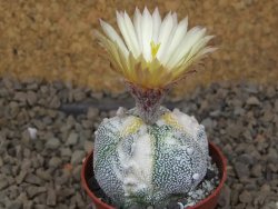 Astrophytum Z Jasenné variegata, 5,5 cm - 12414899