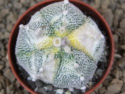 Astrophytum Z Jasenné variegata, 5,5 cm - 12414900
