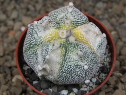 Astrophytum Z Jasenné variegata, 5,5 cm - 12414901