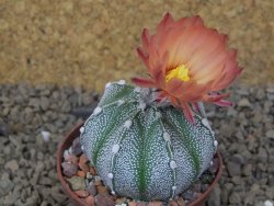 Astrophytum Z Jasenné, 7 cm