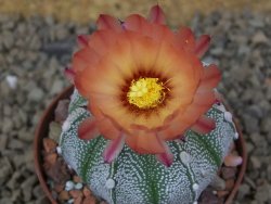Astrophytum Z Jasenné, 7 cm - 12414903