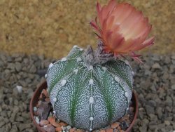 Astrophytum Z Jasenné, 7 cm - 12414904
