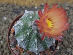 Astrophytum Z Jasenné, 7 cm - 12414905